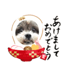下出っ歯シーズーミキちゃん（個別スタンプ：5）
