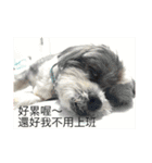 下出っ歯シーズーミキちゃん（個別スタンプ：8）