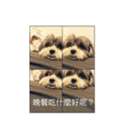 下出っ歯シーズーミキちゃん（個別スタンプ：10）