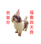 下出っ歯シーズーミキちゃん（個別スタンプ：11）