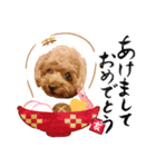 トイプードル あけおめ 2019ver（個別スタンプ：1）