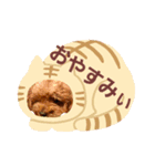 トイプードル あけおめ 2019ver（個別スタンプ：6）