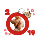 トイプードル あけおめ 2019ver（個別スタンプ：8）
