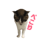 ネコネコあけおめ（個別スタンプ：2）