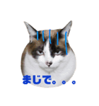 ネコネコあけおめ（個別スタンプ：4）