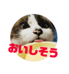 ネコネコあけおめ（個別スタンプ：5）