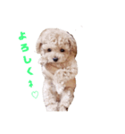 プードル親子（個別スタンプ：5）