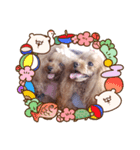 プードル親子（個別スタンプ：8）