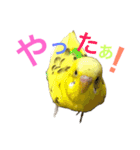 あいとほいっぷ（個別スタンプ：5）