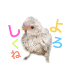 あいとほいっぷ（個別スタンプ：19）