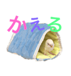 あいとほいっぷ（個別スタンプ：25）