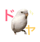 あいとほいっぷ（個別スタンプ：36）