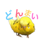 あいとほいっぷ（個別スタンプ：40）