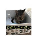 Kサンちの幸せスタンプ（個別スタンプ：20）