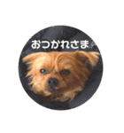 えだまめ日記（個別スタンプ：19）