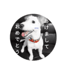 ジャックラッセルテリアのパンくん（個別スタンプ：16）
