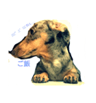 犬(家族)（個別スタンプ：2）