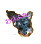 犬(家族)（個別スタンプ：3）