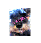 犬(家族)（個別スタンプ：5）