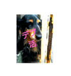 犬(家族)（個別スタンプ：6）