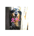 犬(家族)（個別スタンプ：7）