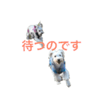 毎日シュナウザーK＆M（個別スタンプ：6）