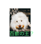 毎日シュナウザーK＆M（個別スタンプ：10）