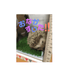 ハリネズミのあまぐり♂（個別スタンプ：1）