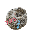 ハリネズミのあまぐり♂（個別スタンプ：2）