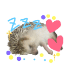 ハリネズミのあまぐり♂（個別スタンプ：3）