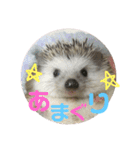 ハリネズミのあまぐり♂（個別スタンプ：6）