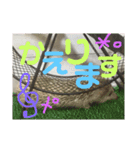 ハリネズミのあまぐり♂（個別スタンプ：8）