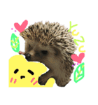 ハリネズミのあまぐり♂（個別スタンプ：10）