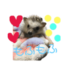 ハリネズミのあまぐり♂（個別スタンプ：12）