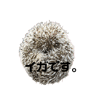 ハリネズミのあまぐり♂（個別スタンプ：13）