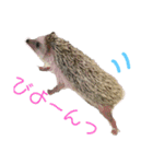 ハリネズミのあまぐり♂（個別スタンプ：14）