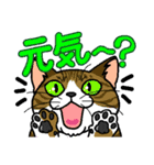 猫とりどり4（個別スタンプ：1）