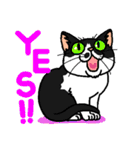 猫とりどり4（個別スタンプ：5）
