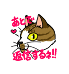 猫とりどり4（個別スタンプ：13）