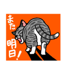 猫とりどり4（個別スタンプ：17）