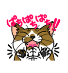 猫とりどり4（個別スタンプ：19）