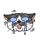 猫とりどり4（個別スタンプ：34）