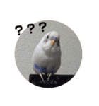 インコのフクちゃん（個別スタンプ：3）