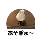 インコのフクちゃん（個別スタンプ：4）
