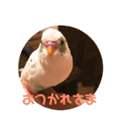 インコのフクちゃん（個別スタンプ：5）