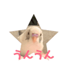 インコのフクちゃん（個別スタンプ：6）
