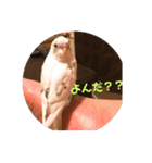 インコのフクちゃん（個別スタンプ：7）