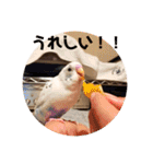 インコのフクちゃん（個別スタンプ：8）