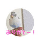 インコのフクちゃん（個別スタンプ：9）