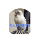 インコのフクちゃん（個別スタンプ：10）
